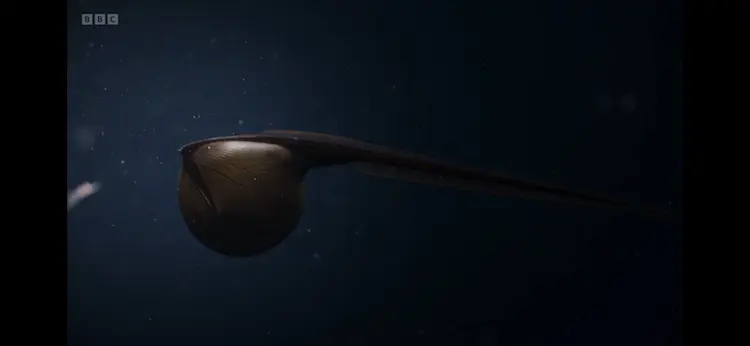 Pelican eel (Eurypharynx pelecanoides) as shown in Planet Earth III - Ocean